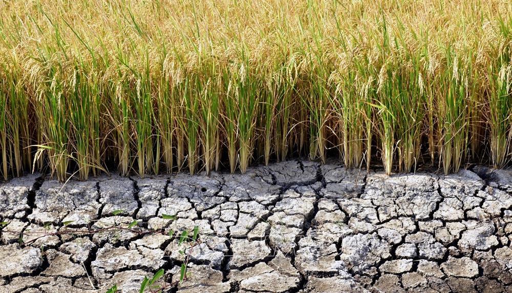 Thiết nước ảnh hưởng không nhỏ đến nông nghiệp