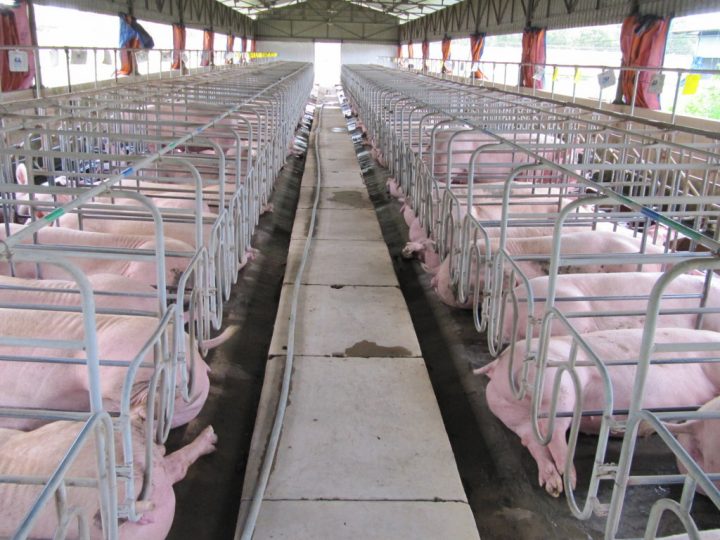 Quy trình xử lý nước chăn nuôi gia súc theo quy chuẩn