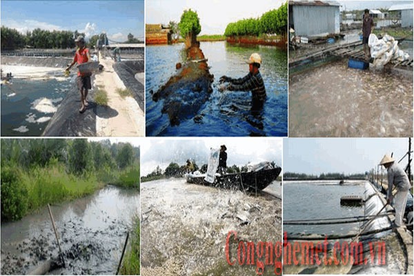 xử lý nước thải nuôi trồng thủy sản