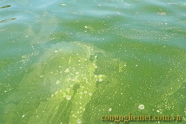  Màu xanh đậm có trong nước ao là sự phát triển của tảo lam độc hại