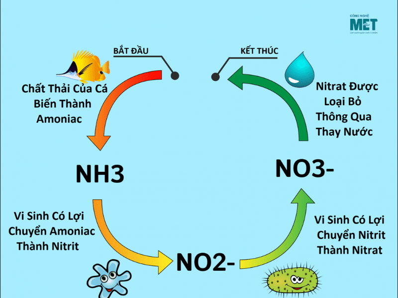 Phương pháp xử lý Amoni trong nước thải bằng vi sinh